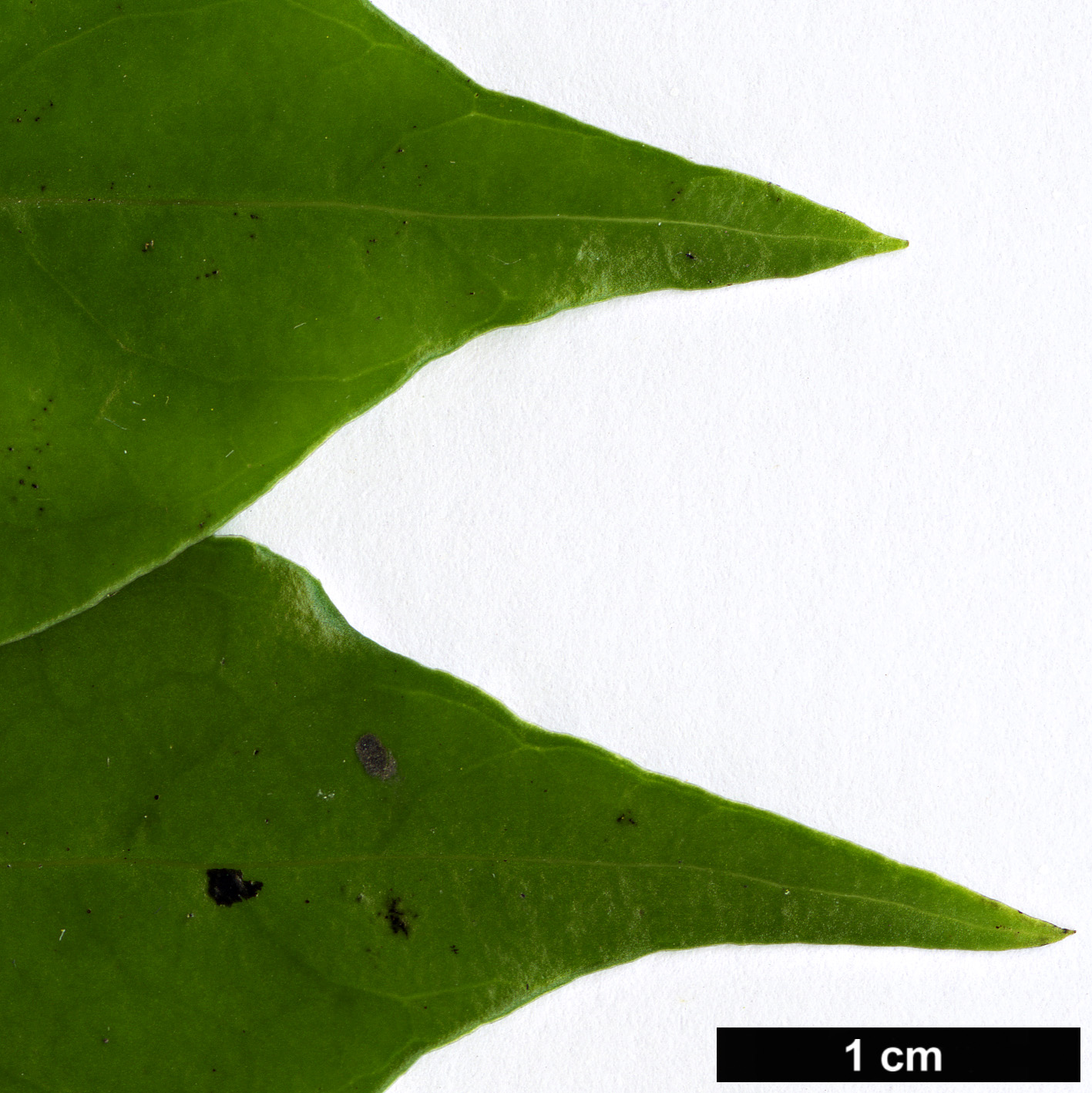 High resolution image: Family: Loganiaceae - Genus: Geniostoma - Taxon: rupestre - SpeciesSub: var. ligustrifolium